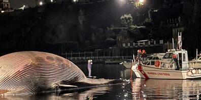 HANDOUT - Ein Boot der Küstenwache treibt neben dem Kadaver eines Riesenwals im Hafenbecken von Neapel. Foto: Küstenwache/dpa - ACHTUNG: Nur zur redaktionellen Verwendung im Zusammenhang mit der aktuellen Berichterstattung und nur mit vollständige...
