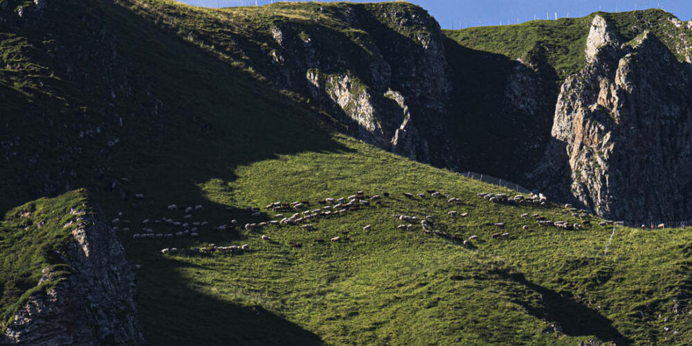Schafe weiden auf der Alp Halde in den Flumserbergen. (Archivbild)