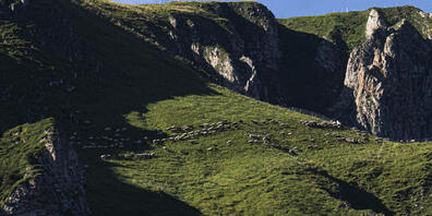 Schafe weiden auf der Alp Halde in den Flumserbergen. In diesem Jahr wurden bislang 22 St.Galler Schafe von Wölfen gerissen. (Archivbild)