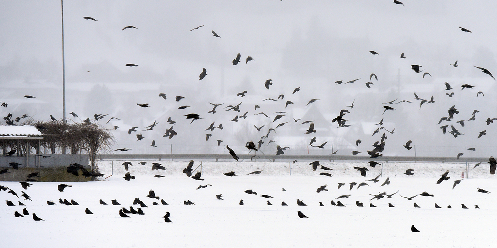 Krähen sind sehr anpassungsfähige und lernfähige Vögel. Bild Franz Feldmann