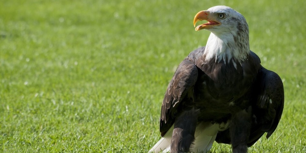 Der Greifvogelpark in Buchs erhält finanziellen Support. Bild: PD