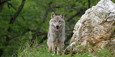 Ein Wolf im Schilstal musste sterben, ohne dass eine Bewilligung vorlag. (Symbolbild)