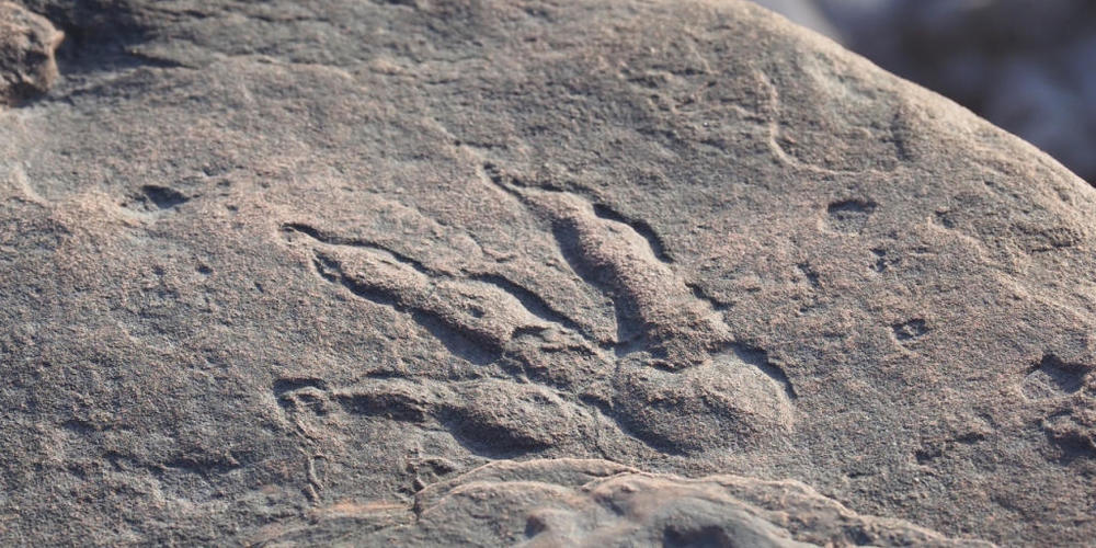 HANDOUT - Dieses von Amgueddfa Caerdydd auf Twitter veröffentlichte Foto zeigt den Abdruck eines Dinosauriers. Ein vierjähriges Mädchen hat bei einem Strandspaziergang an einem Strand nahe der Stadt Barry einen Dinosaurier-Fußabdruck entdeckt. Fot...