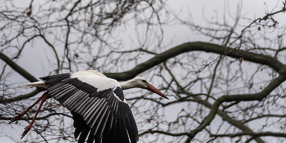 Immer häufiger auch im Winter in der Schweiz anzutreffen: Ein Storch fliegt durch den Schützenmattpark in Basel. (Archivbild)