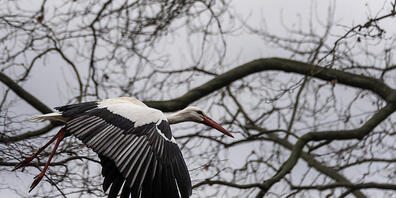 Immer häufiger auch im Winter in der Schweiz anzutreffen: Ein Storch fliegt durch den Schützenmattpark in Basel. (Archivbild)