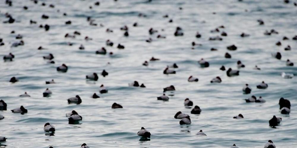 Auf dem Neuenburgersee wurden seit 1990 nicht mehr so viele Vögel gezählt wie Anfang diesen Jahres. (Archivbild)
