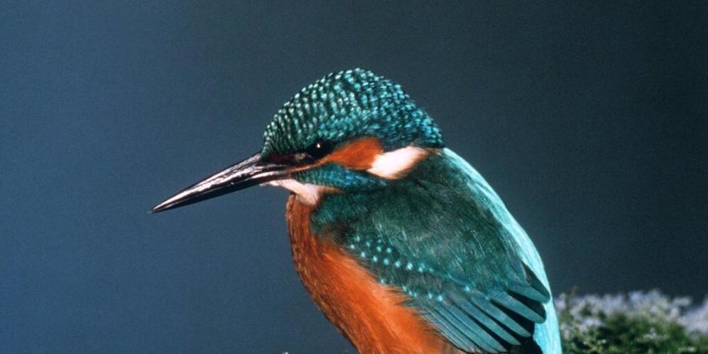 Der Eisvogel mag anders als es sein Name vermuten lässt keine frostigen Winter, da zugefrorene Gewässer den Weg zu ihrem Futter versperren. Aber einziger strenger Winter bedroht den Bestand des Vogels nicht. (Archivbild)