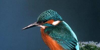 Der Eisvogel mag anders als es sein Name vermuten lässt keine frostigen Winter, da zugefrorene Gewässer den Weg zu ihrem Futter versperren. Aber einziger strenger Winter bedroht den Bestand des Vogels nicht. (Archivbild)