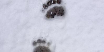 Spuren eines eingewanderten Braunbären 2016 in Zernez GR. (Archivbild)