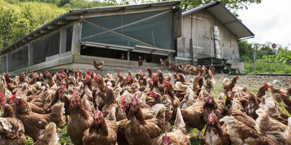 Hühner, namentlich Legehennen, sind die einzigen Nutztiere, deren Bestand in der Schweiz letztes Jahr zugenommen hat. (Symbolbild)