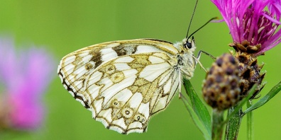 Schachbrettfalter saugen oft an Flockenblumen Nektar, suchen dazu aber auch andere Blütenpflanzen auf. Bild: PD