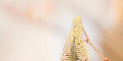Die derzeit milden Temperaturen haben die Haselkätzchen spriessen lassen. Diese entlassen ihre Pollen in rauen Mengen in die Luft – zum Leidwesen der Allergiker. (Bild: Keystone)