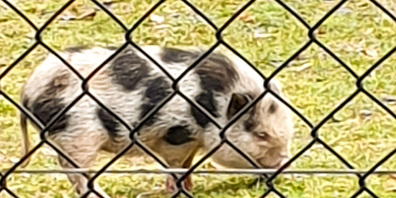 Ein Hängebauchschwein ist dem Peter und Paul zugelaufen. (Bild: Stadtpolizei St.Gallen)