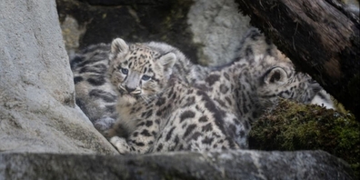 Süss, süsser, Schneeleoparden: Die Jungtiere wecken bei den Zoo-Besuchern grosse Emotionen.