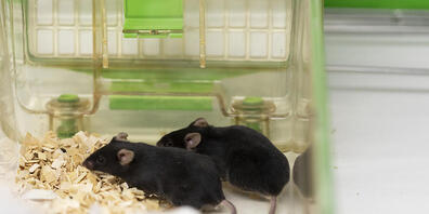 Der Bundesrat möchte weniger Tierversuche in der Schweiz. Die Volksinitiative für eine Verbot lehnt er aber ab. (Archivbild)