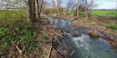 Einblick in das Biberrevier. 
