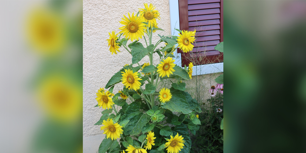 Nicht nur Vögel lieben diesen «Immigranten»: Der Samen der Sonnenblume wurde im 16. Jahrhundert von Seefahrern aus Amerika nach Europa gebracht. 