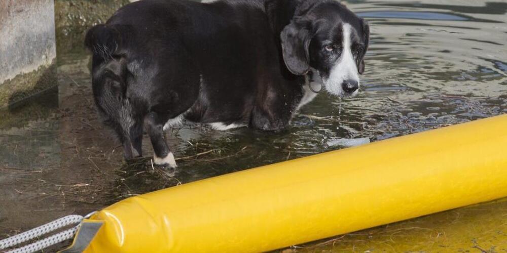 In der Aare zwischen Wynau und Rothrist wurden Ölsperren errichtet. (Symbolbild)