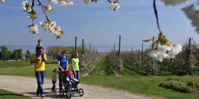 Apfelweg in Altnau - viel Wissen über die gesunde Frucht