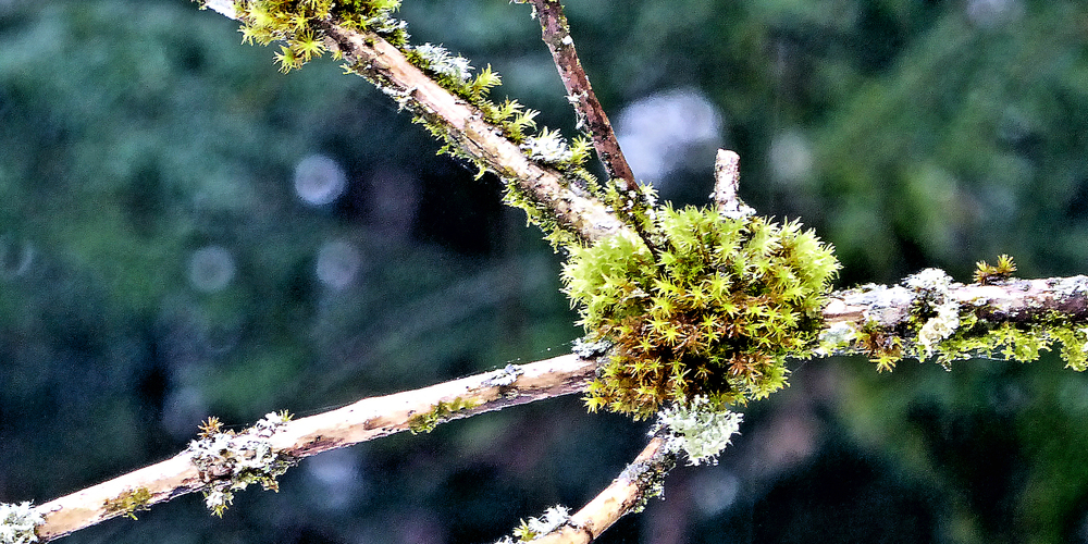 (Bilder von Bruno Füchslin)