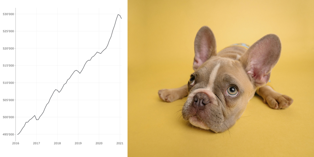 Die Statistik zeigt, wie viele Hunde auf der Plattform Amicus registriert sind.
