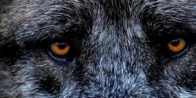 Das Wolfsrudel im Kanton Schwyz ist wohl grösser als bisher bekannt. (Symbolbild)