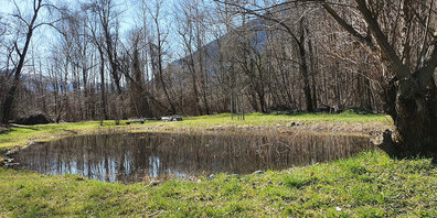 Drehort des Siegerfilms: Die Trimmis Rodauen.  (Foto: Pro Natura GR)