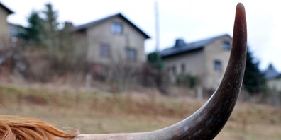 Horn vom Rind