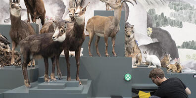 Die St. Galler Regierung will sich beim Bund für eine Lockerung der Coronamassnahmen einsetzen, etwa für Theater oder Museen wie hier das Naturmuseum St.Gallen (Bild: Keystone).