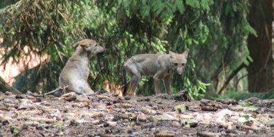 Im Weisstannental im Sarganserland wurde mittels Fotofalle zwei Jungwölfe nachgewiesen. Drei Wolfsrudel gibt es im Kanton St.Gallen. (Symbolbild)