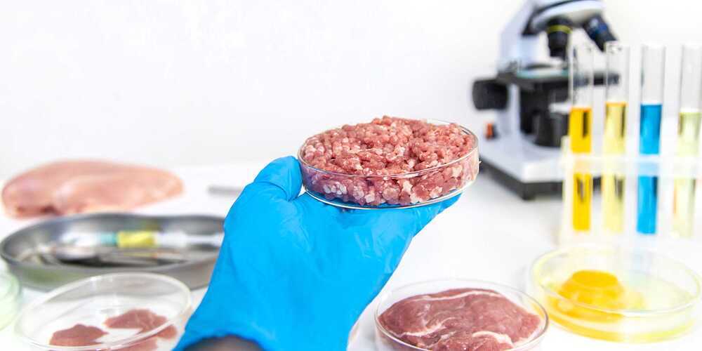 ETH-Forschende züchten im Labor dicke Rindermuskelfasern, die echtem Fleisch sehr ähnlich sind. 