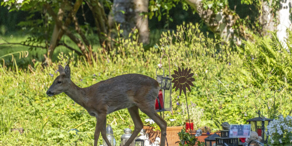 Der Friedhof als zuhause: Nicht alle Rehe haben sich aus dem Friedhof Rosenberg in Winterthur vertreiben lassen. (Symbolbild)