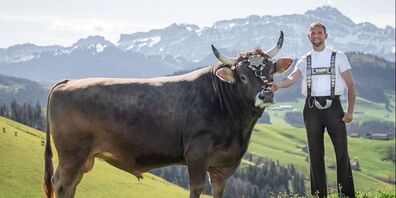 Der Hauptpreis: Stier London