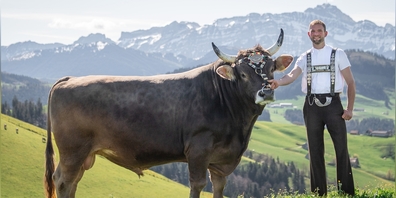 Prächtiger Hauptpreis: Original Braunvieh-Stier London.