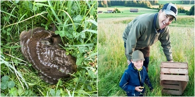 Gut getarnt im Gras, ein Kitz kurz vor der Sicherung (l.).  Jäger und freiwillige Helfer arbeiten Hand in Hand, das Kitz wird gesichert (r.).