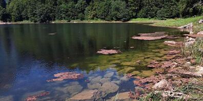 Im Glarner Obersee blühen die Blaualgen. Um mögliche gesundheitliche Risiken zu vermeiden, warnt der Kanton vor Wasserkontakt.
