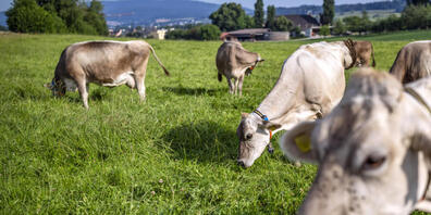 In der Westschweiz hat der Bund mit einer Impfpflicht auf den Ausbruch der Rinderkrankheit «Lumpy-Skin-Disease» in Frankreich reagiert. (Archivbild)