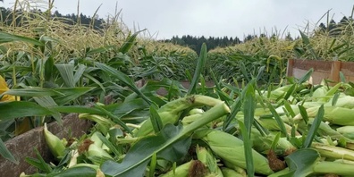 Zuckermais ist in der Schweiz selten gesehen.
