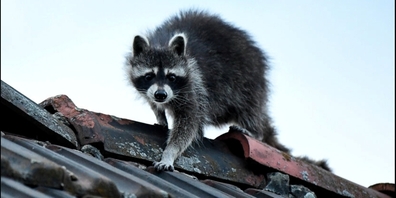 Schleicht sich an - und passt sich an: Der Waschbär ist in der Schweiz auf dem Vormarsch.