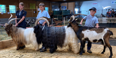 Prächtige Tiere zu bestaunen: Das wird  am Ziegen- und Bockmarkt vom nächsten Samstag in der Markthalle in Sargans der Fall sein.