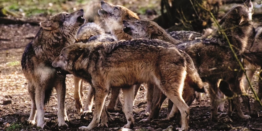 Im Kanton Schwyz hat sich erstmals ein Wolfsrudel gebildet. (Symbolbild)