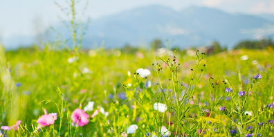Die Initiative schade in Tat und Wahrheit der Biodiversität – findet der St.Galler Bauernverband.