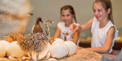 In der Sonderausstellung «Allerlei rund ums Ei» sind unterschiedlichste Vertreter aus der Welt der Eierleger und ihre Eier zu sehen. 