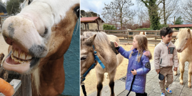 Die Gewinnerinnen und Gewinner erleben eine spannende Zeit mit den Ponys in Knies Kinderzoo.