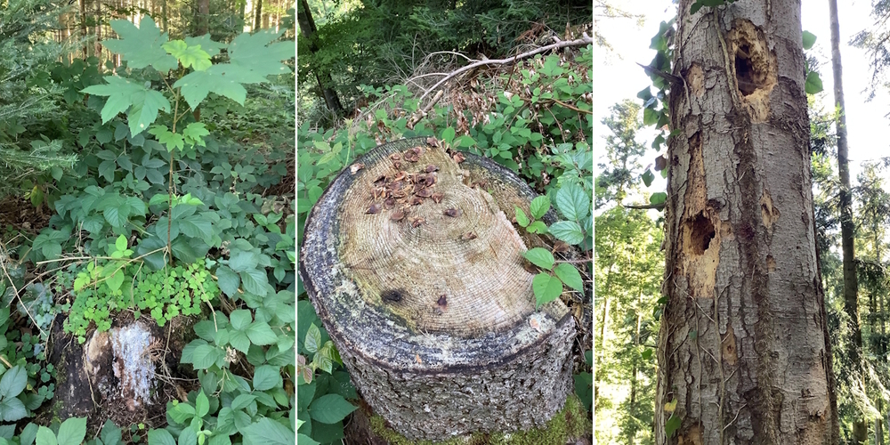 Neues Grün aus dem Baumstrunk (linkes Bild): Totholz ist nicht nichts. Picknick Teller mit Jahrringen (mittleres Bild). Käse, oder was?