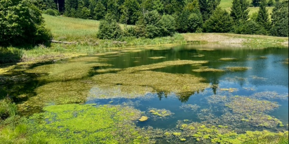 Der sanierte Bachtelweiher bei Wald – dichte Algen und Schlamm prägen derzeit das Bild des kleinen Sees.