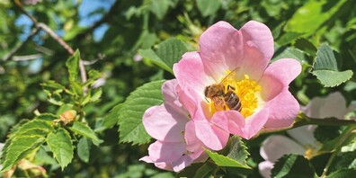Einheimische Sträucher – wie diese Hunds- oder Heckenrose - sehen nicht nur schön aus, sie bieten Insekten  und Vögeln wertvolle Nahrungsquellen.