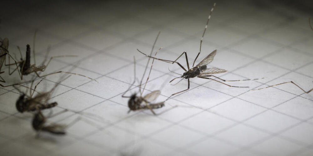 Von den Tausenden gefangenen Mücken in und um Basel handelte es sich zu 2,4 Prozent um die Gattung Aedes, zu der auch die Asiatische Tigermücke gehört. (Archivbild)