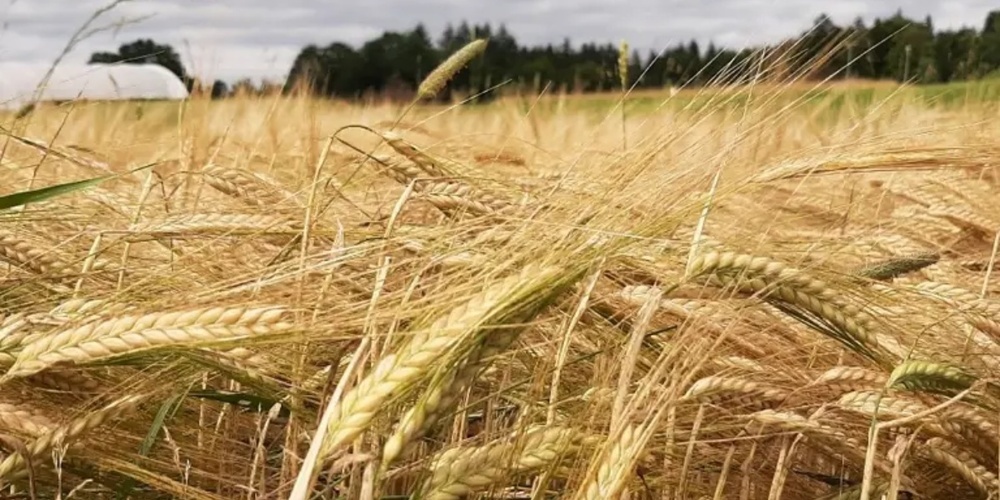 Ein Schweizer Braugerstenfeld: Nächstes Jahr nur in Bio.