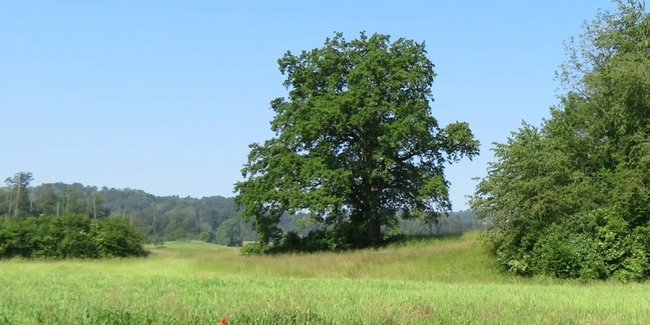 Stiel-Eichen fördern Artenvielfalt und prägen die Landschaft Pfannenstil.